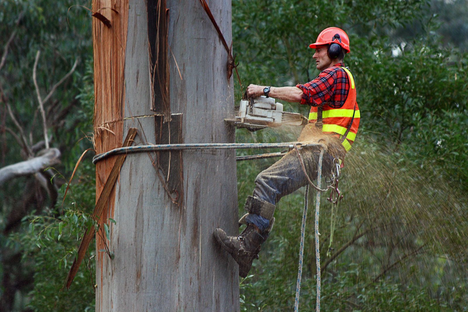 Tree Services near Bonifay, FL