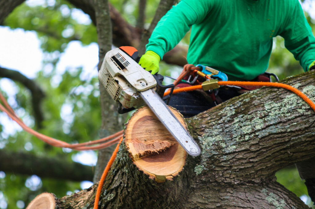 Tree Services project photo 2 by Pace Lawncare & Land Services in Chipley, FL