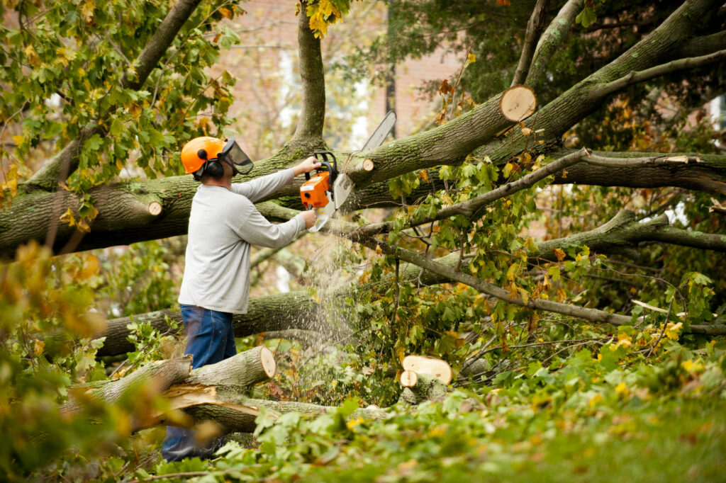 Tree Services project photo 4 by Pace Lawncare & Land Services in Chipley, FL