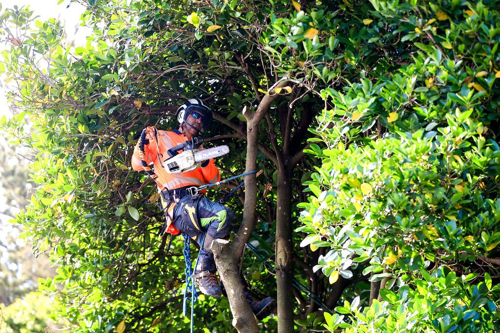 Tree Services project photo 1 by Pace Lawncare & Land Services in Chipley, FL