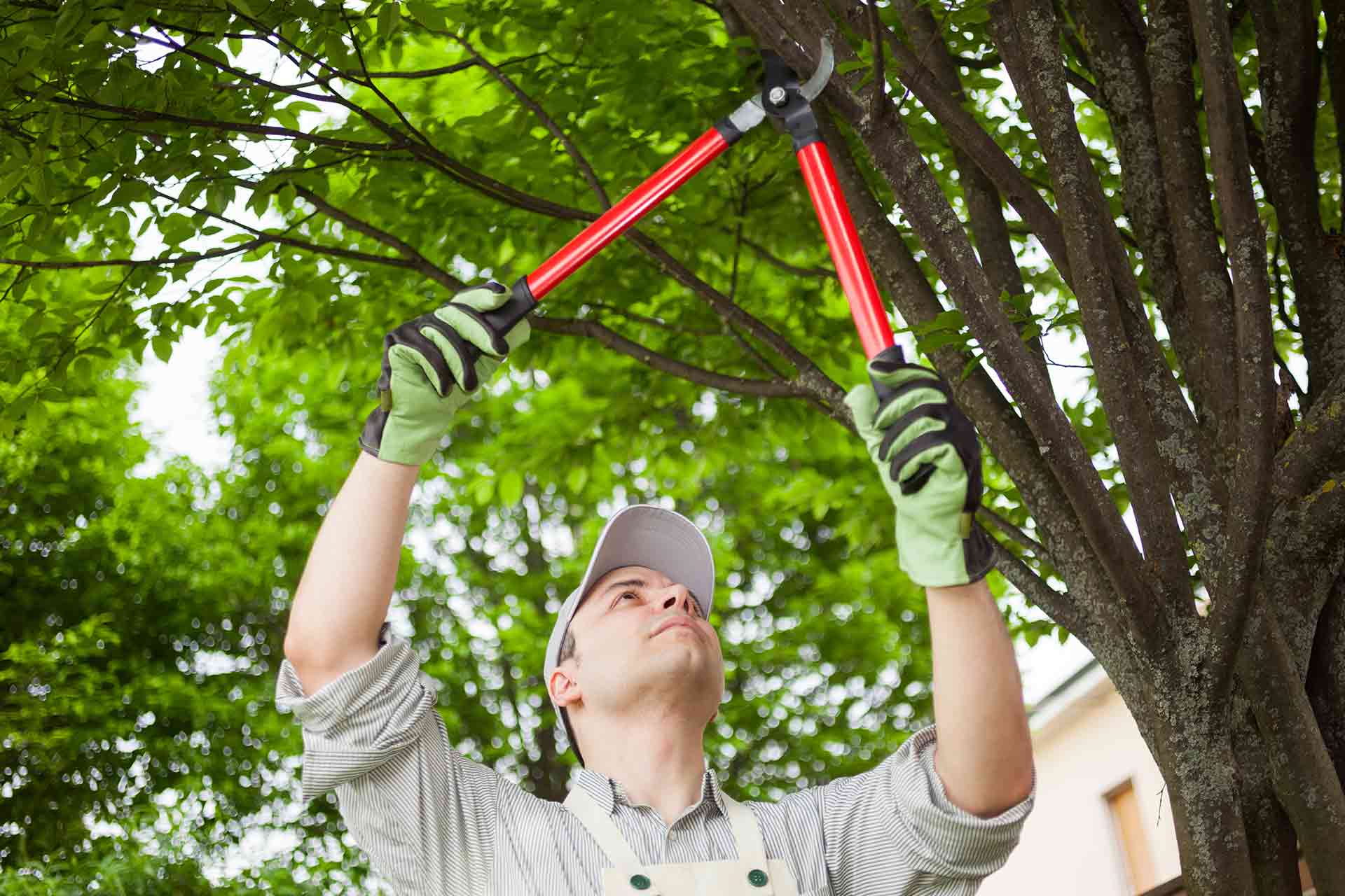 Tree Services in Chipley by Pace Lawncare & Land Services