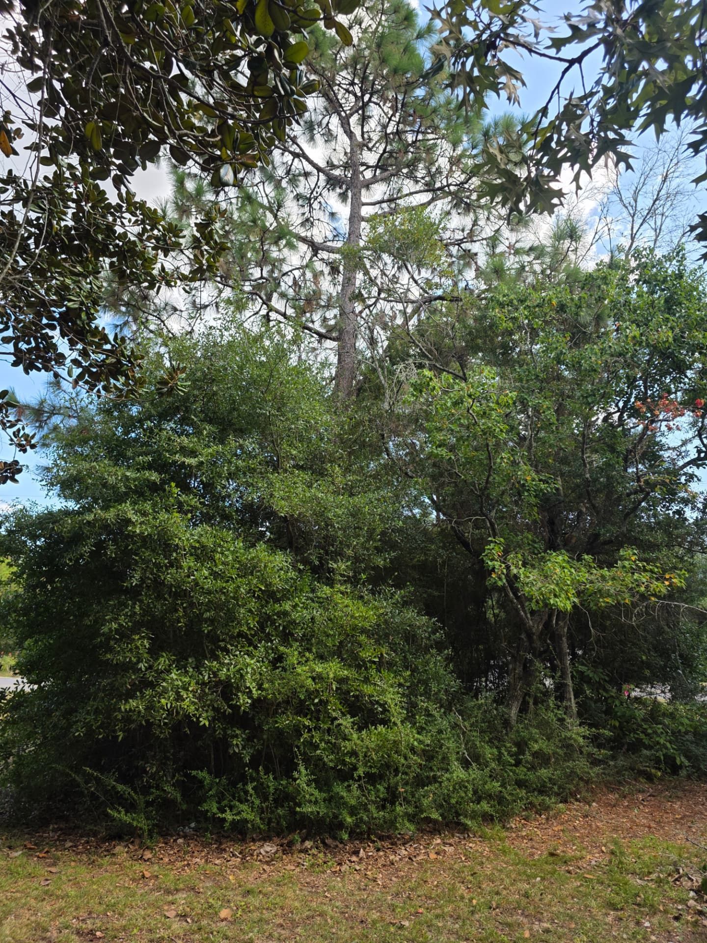 Lawncare and land services project 4 completed near Mexico Beach, FL