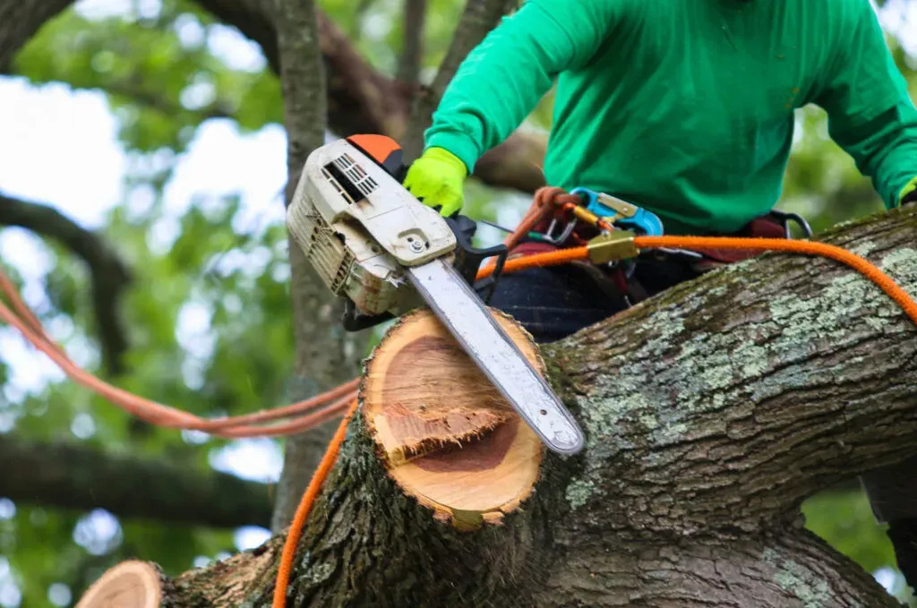 Arborist using a chainsaw to cut a large tree limb during land clearing work